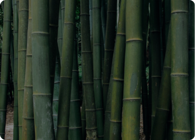 Bamboo Fabric
